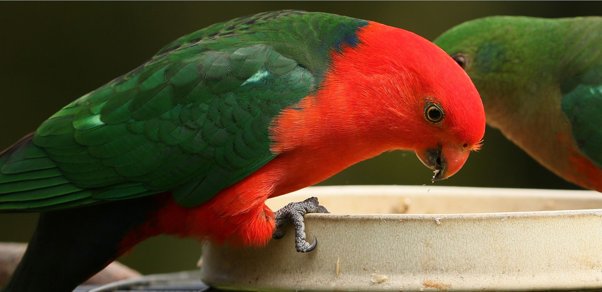 backyard birds of australia